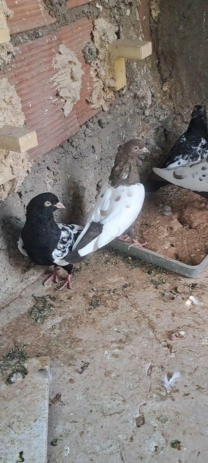نرماده تخم جوجه ای|پرنده|کرمان, |دیوار