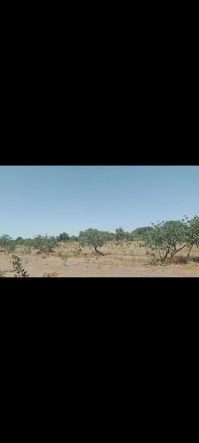 ده هزارمتر زمین باغ پسته در جاده نسیم شمال|فروش زمین و ملک کلنگی|قزوین, |دیوار