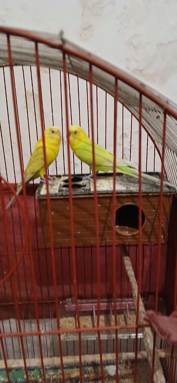 مرغ عشق مولد سالم سلامت|پرنده|بومهن, |دیوار