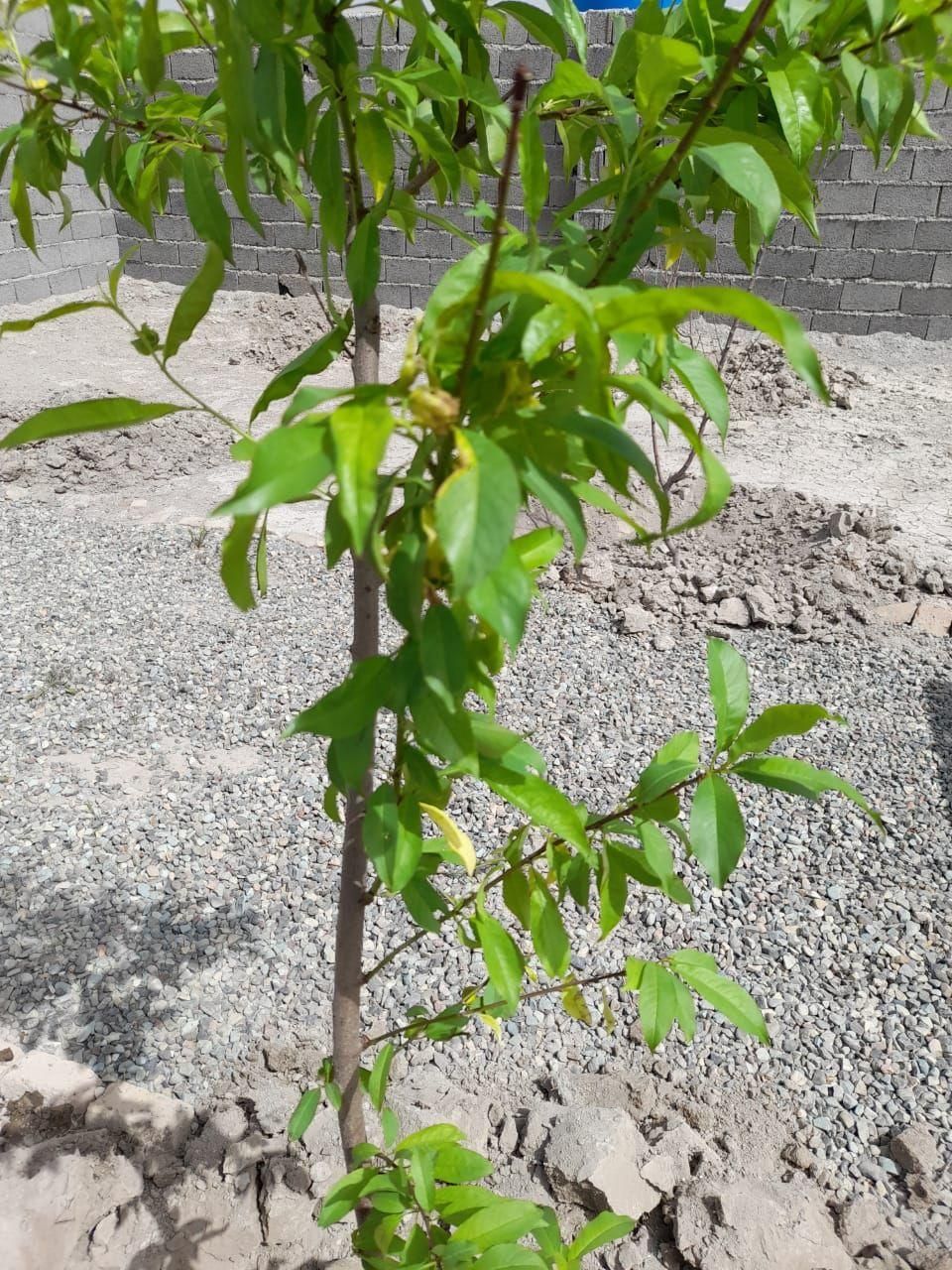 باغچه باغ220متر/چهاردیواری/آسفالت/مالک هستم|فروش زمین و ملک کلنگی|شهریار, شهریار|دیوار