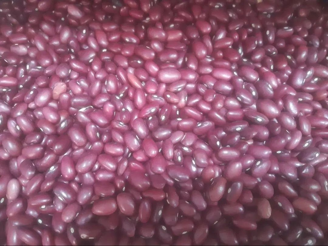 لوبیا قرمز|خوردنی و آشامیدنی|تهران, دکتر هوشیار|دیوار