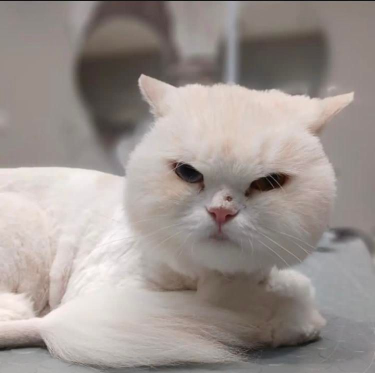 اصلاح سگ گربه پیرایش حیوانات خانگی پت|خدمات پیشه و مهارت|مشهد, وکیلآباد|دیوار