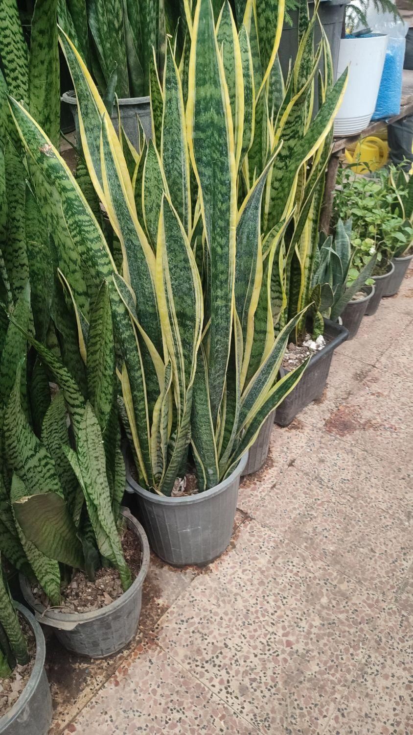 خدمات باغبانی احمدی سرویس به تمام نقاط تهران|خدمات باغبانی و درختکاری|تهران, شهرک غرب|دیوار