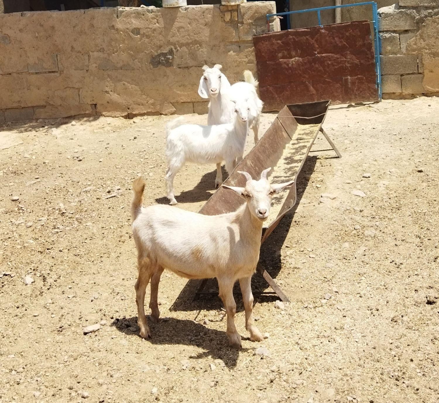 بز دورگ پاکستانی|حیوانات مزرعه|شیروان (خراسان), |دیوار
