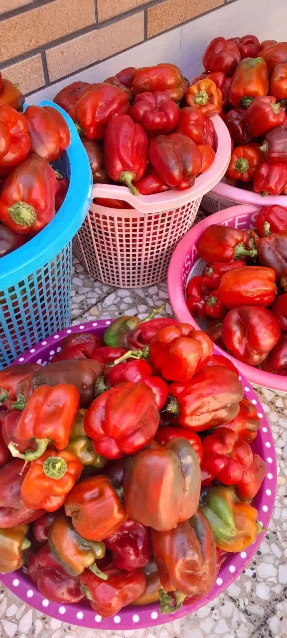 سس فلفل دلمه ای/درچه|خوردنی و آشامیدنی|اصفهان, نیروگاه|دیوار