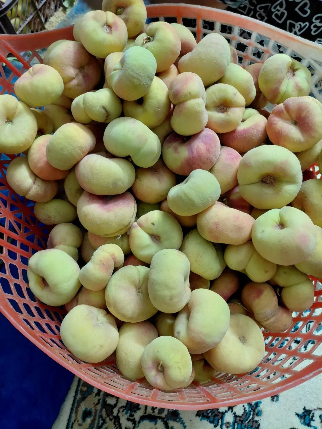 هلو انجیری|خوردنی و آشامیدنی|کرج, بنیاد|دیوار