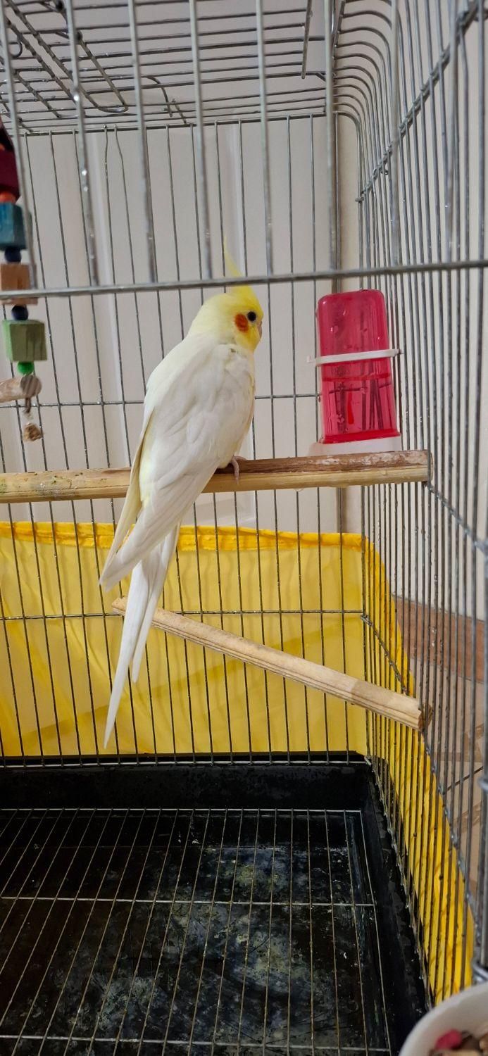 عروس هلندی|پرنده|فردیس, منظریه|دیوار