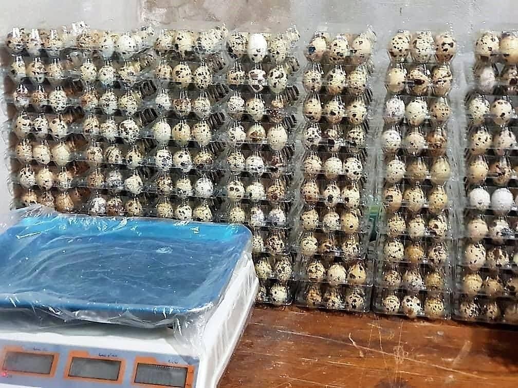 بهداشتی پک بسته بندی تخم بلدرچین|ظروف نگهدارنده، پلاستیکی، یکبارمصرف|زنجان, |دیوار