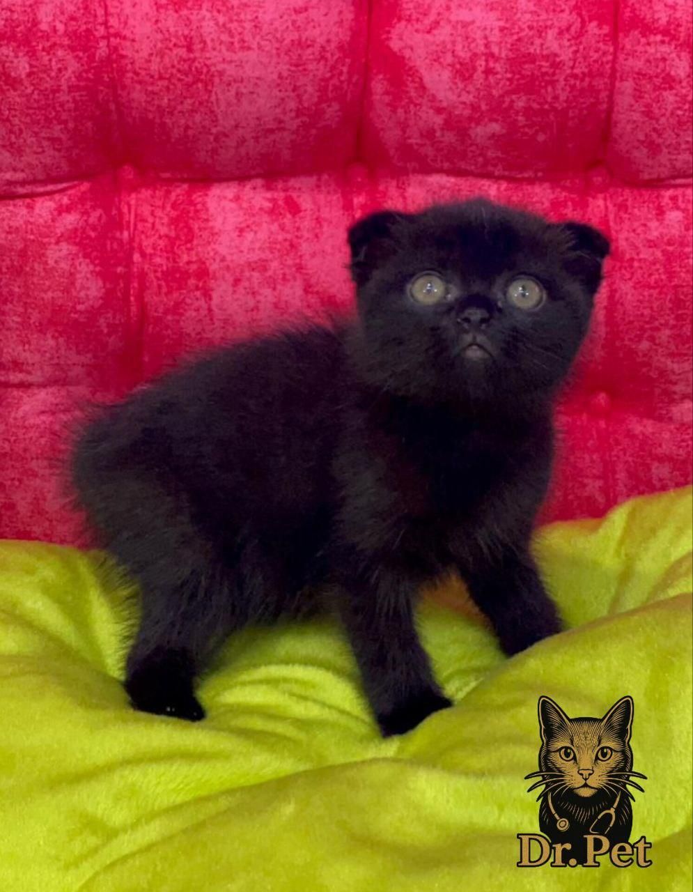 خوشگلای دست آموز|گربه|سمنان, |دیوار