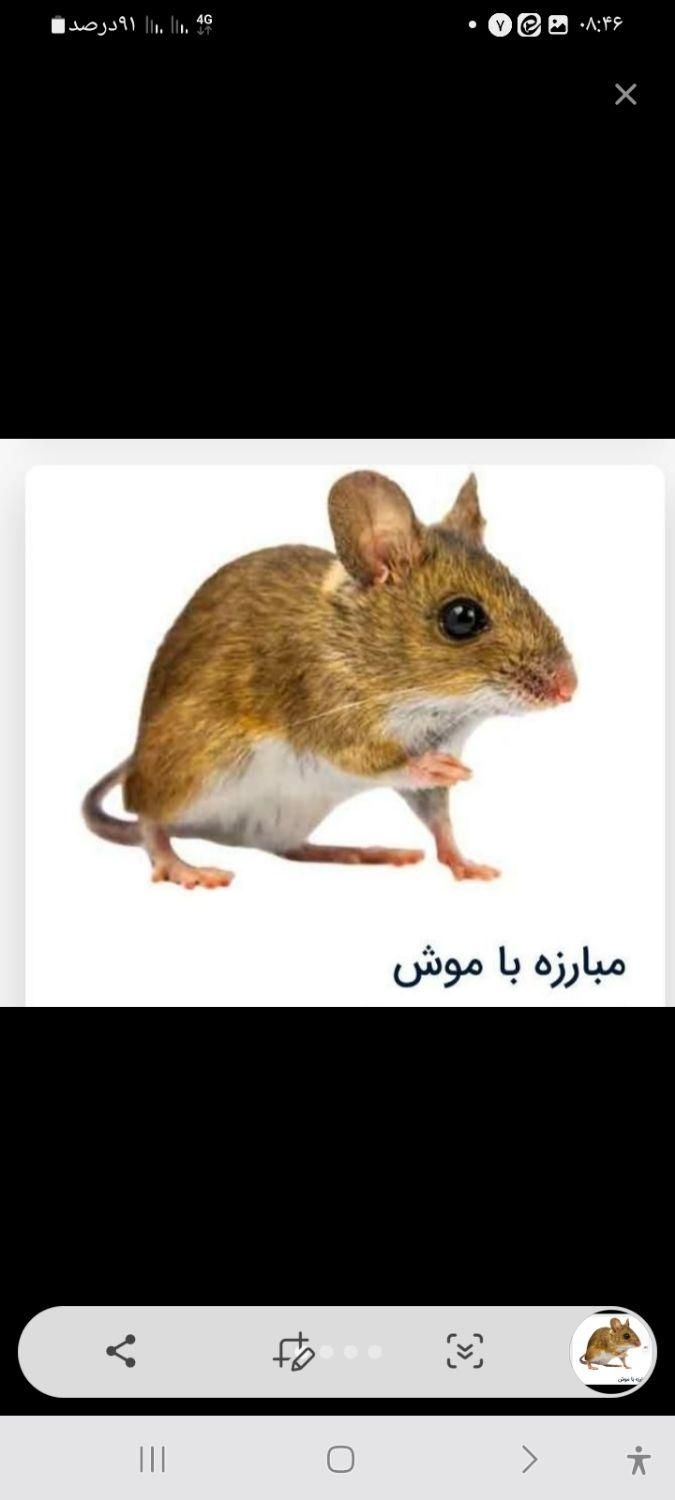سمپاشی نابودکردن وریشه کنی موش ظرف 24 ساعت٪100سم|خدمات نظافت|کرمان, |دیوار