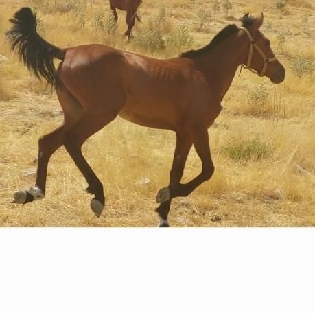 اسب|حیوانات مزرعه|شیراز, باغ تخت|دیوار