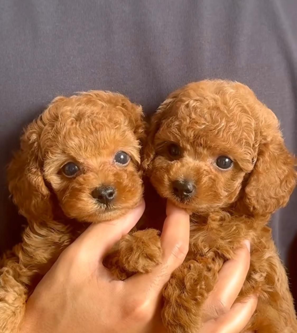 توله سگ پودل|سگ|تهران, زعفرانیه|دیوار