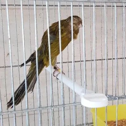 قناری بلند و رسمی|پرنده|اصفهان, ملاصدرا|دیوار