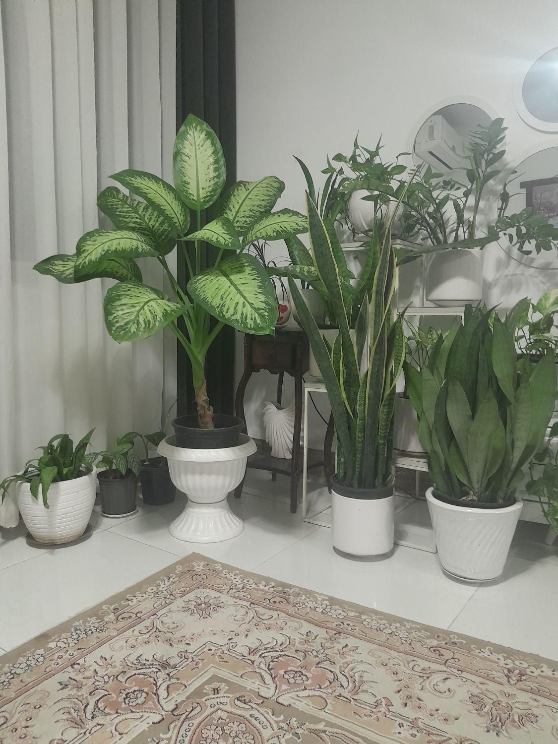 خدمات نظافت|خدمات نظافت|لاهیجان, آهندان|دیوار