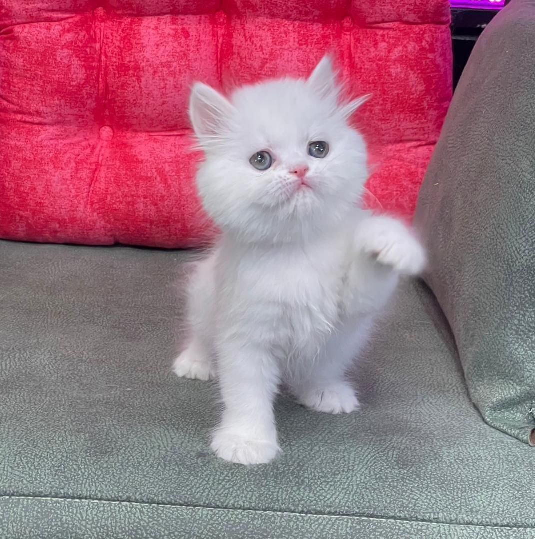 بچه گربه های گوگولی (پرشین بریتیش اسکاتیش)|گربه|اهواز, کیانپارس |دیوار