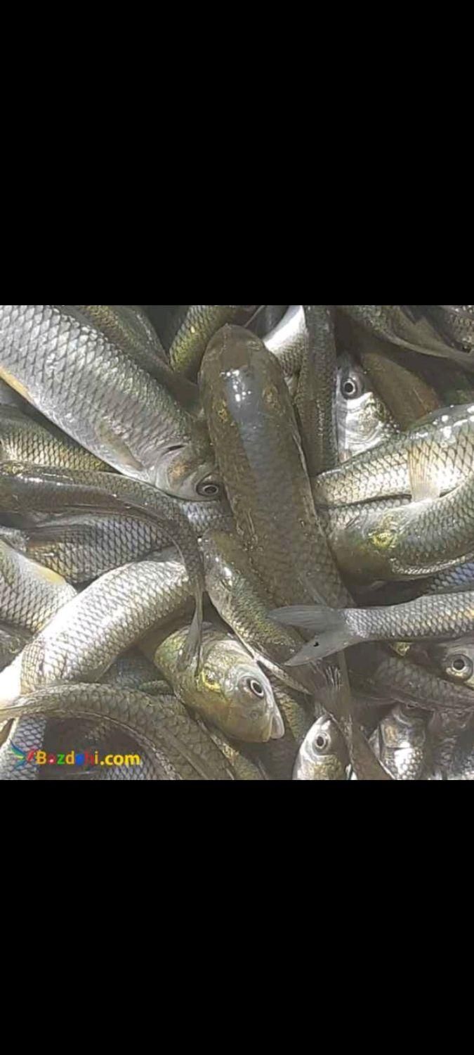 بچه ماهی کپور|ماهی|ابهر, |دیوار