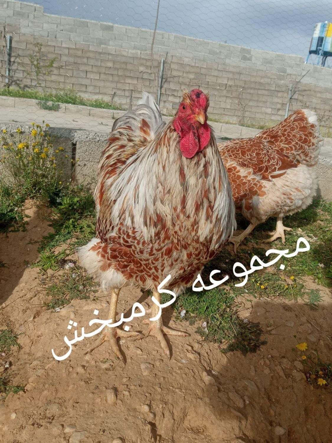 تخم مرغ ایام سمانی اندونزی برهمای لایت کیفیت عالی|حیوانات مزرعه|شیراز, حافظیه|دیوار