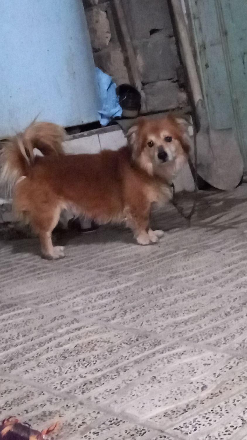 سگ اشپیتز جنسیت نر|سگ|کرمان, |دیوار