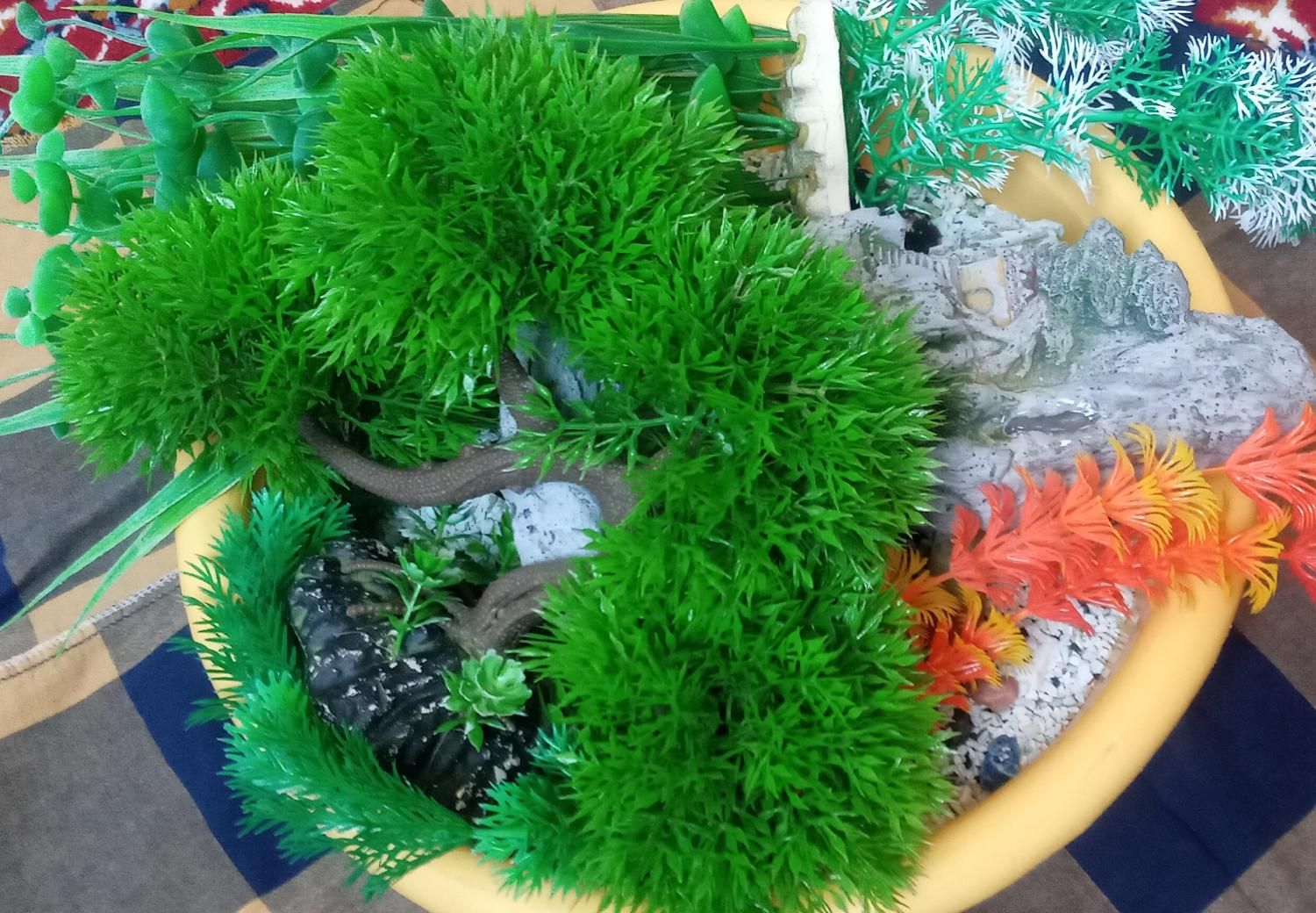 آکواریوم با تمامی لوازم|ماهی|بیرجند, |دیوار