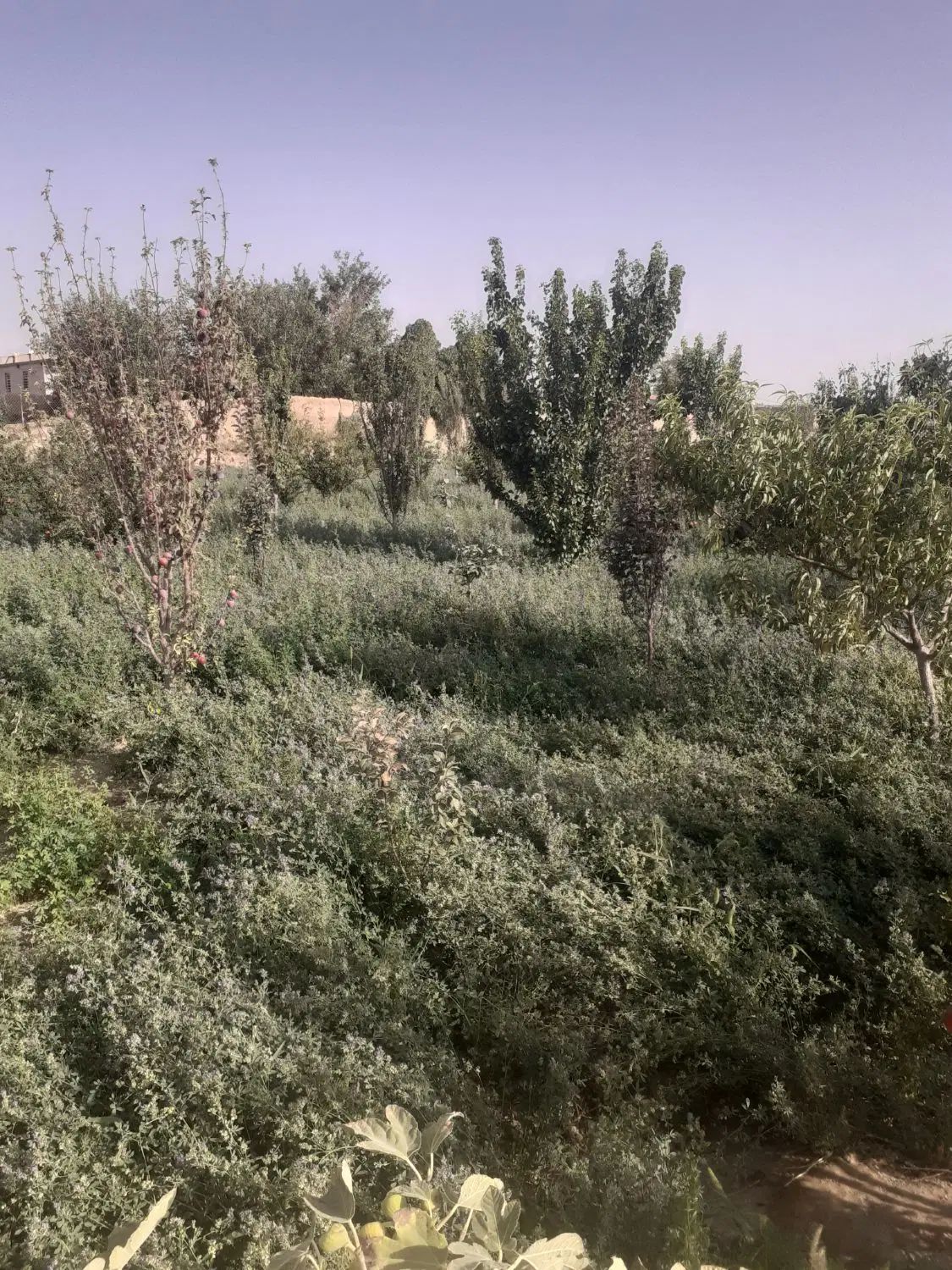 فروش ۲۸۰۰ متری زمین واقع در روستای افشگرد|فروش دفتر صنعتی، کشاورزی، تجاری|محلات, |دیوار