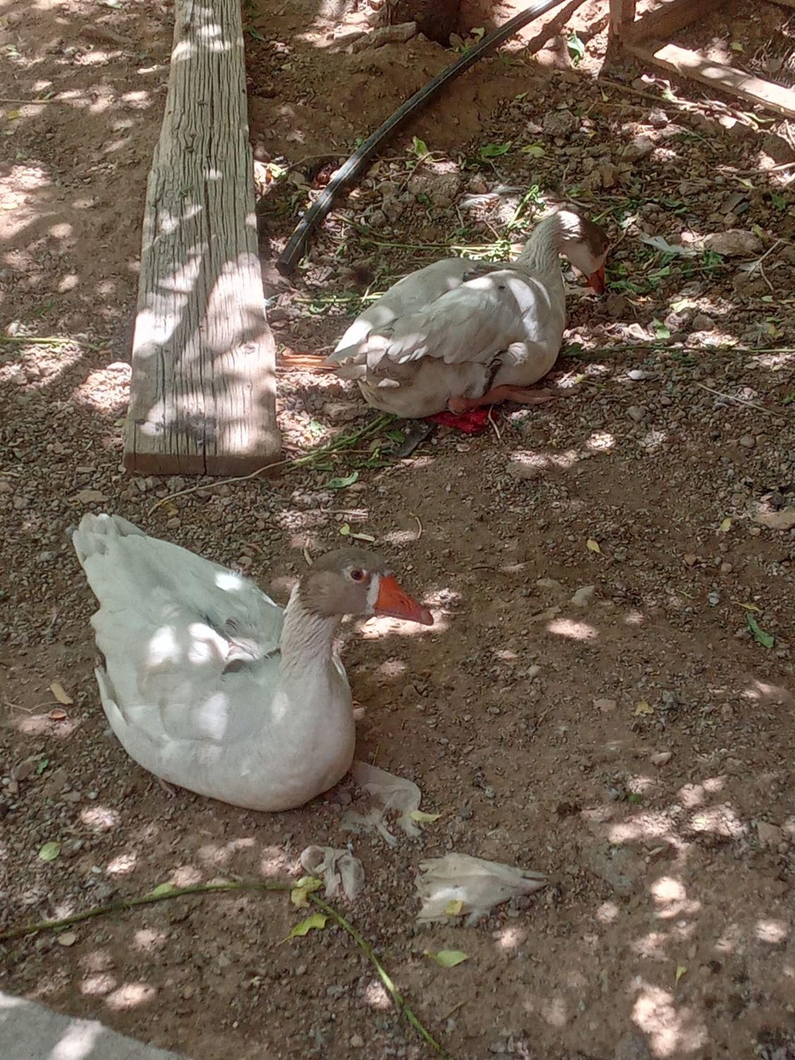 غاز نروماده|پرنده|قزوین, |دیوار