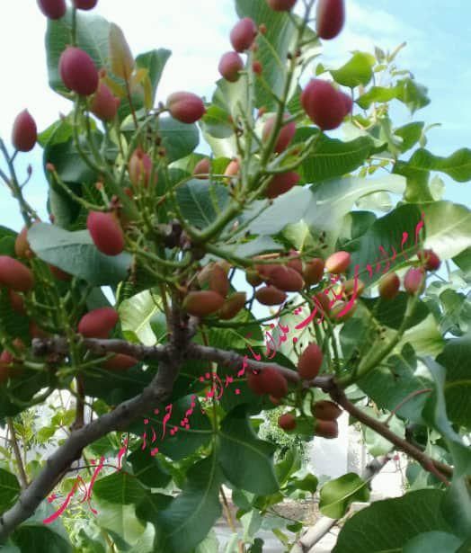 درختکاری و باغبانی|خدمات باغبانی و درختکاری|کرج, گوهردشت|دیوار