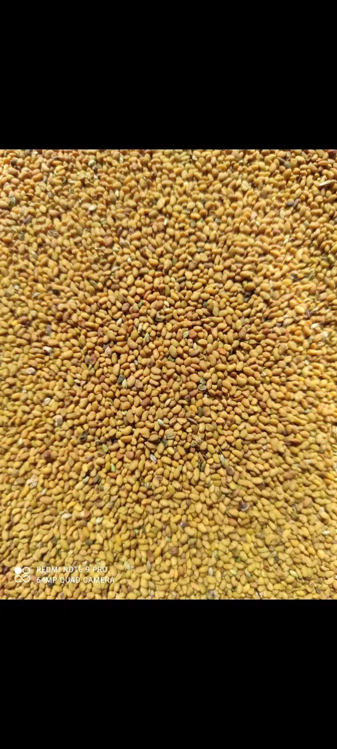 بذر یونجه اصیل همدانی پایه بلند«هر کیلو330»|خدمات باغبانی و درختکاری|ملایر, |دیوار