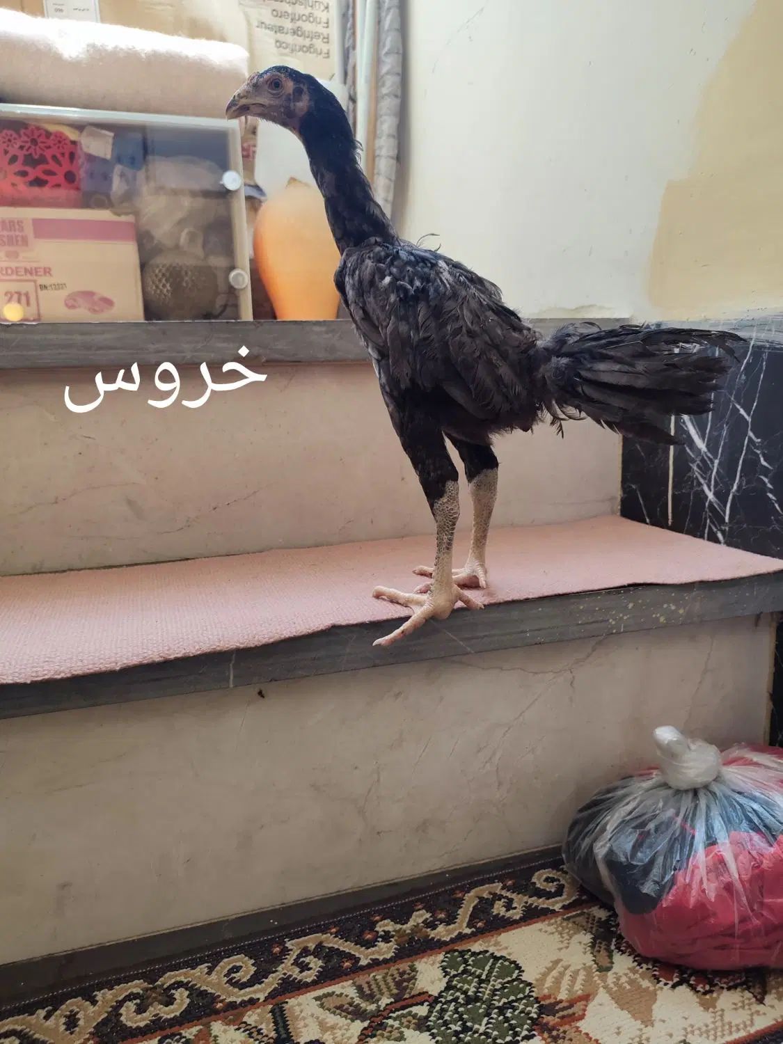 جوجه لاری اوشامو و افغان  مرغ لاری خروس لاری|حیوانات مزرعه|کرمانشاه, |دیوار