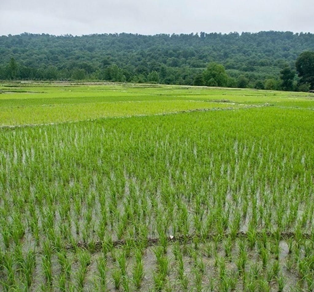۳۴۰۰۰زمین کشاورزی با۲ انبار بحرجاده۱۲متری باامتیاز|فروش دفتر صنعتی، کشاورزی، تجاری|خشکبیجار, |دیوار