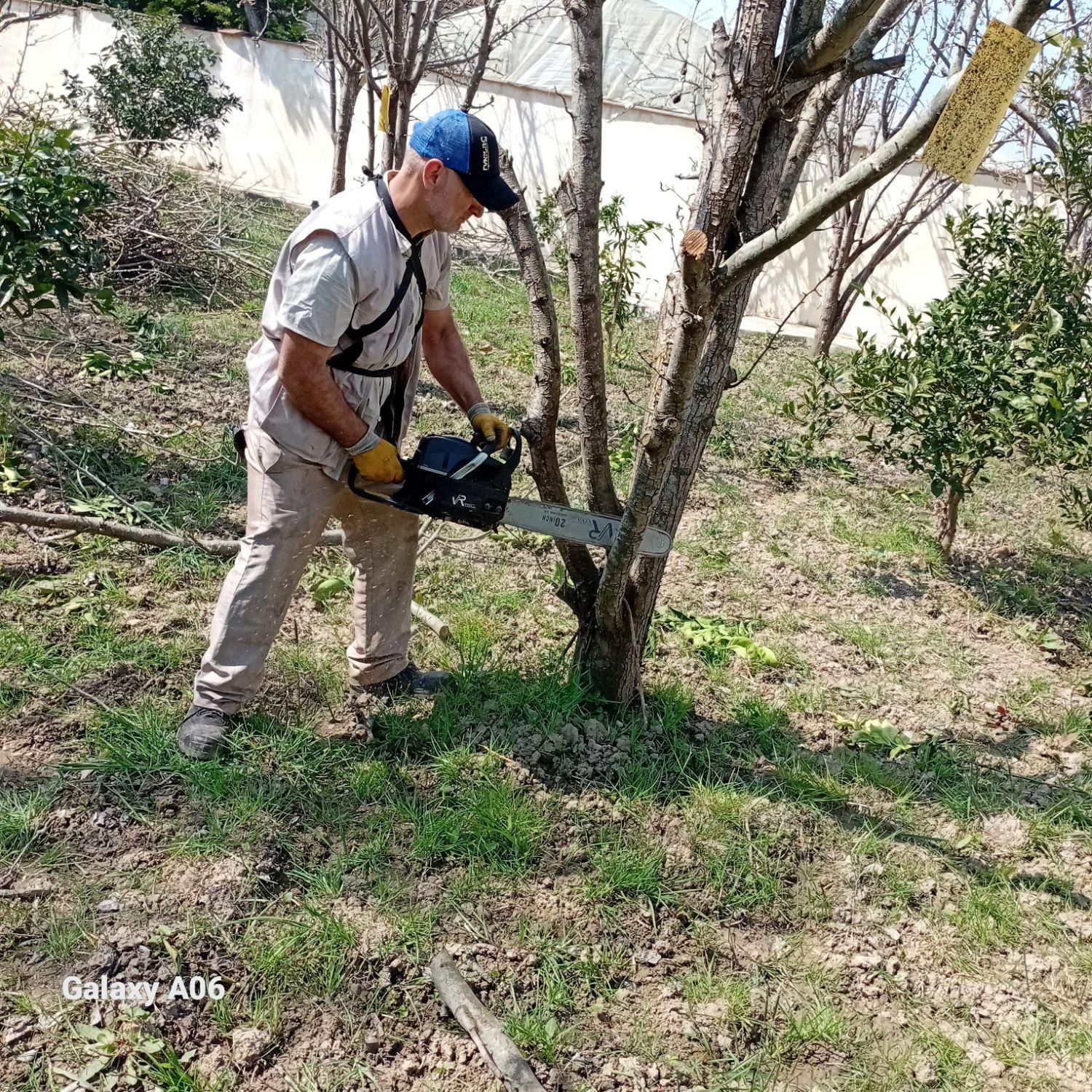 خدمات باغی صفرتاصد باتحصیلات عالی دراین زمینه|خدمات باغبانی و درختکاری|آمل, |دیوار