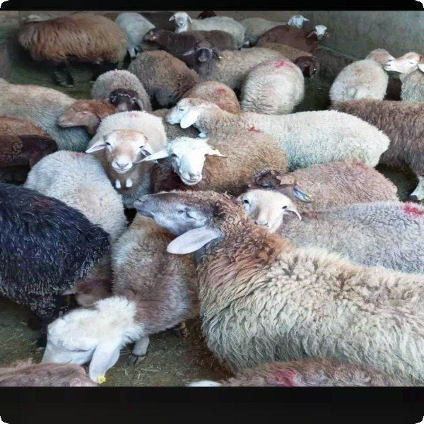 بره و قوچ زنده سفید گوسفند|حیوانات مزرعه|مشهد, احمدآباد|دیوار