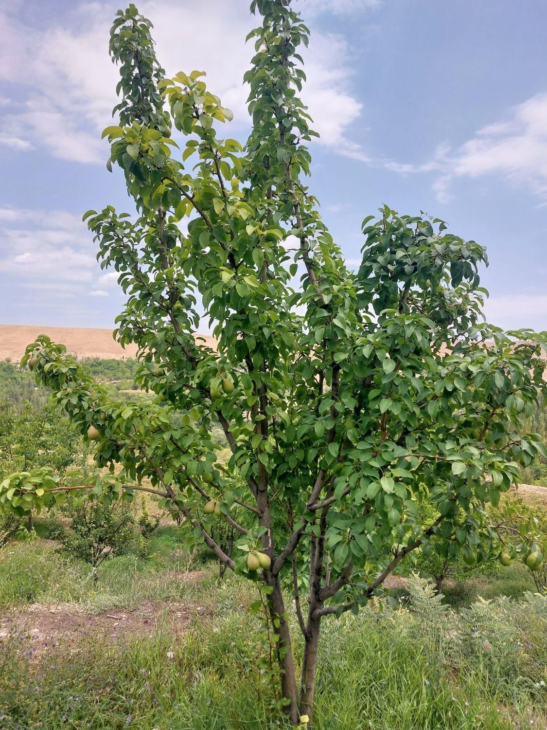 باغ میوه در فیروزکوه|فروش زمین و ملک کلنگی|فیروزکوه, |دیوار