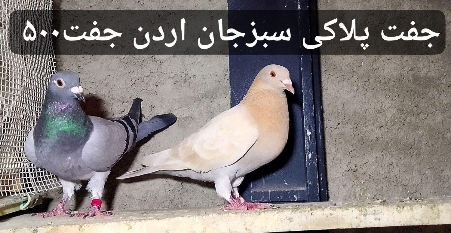 کبوتر تهرانی«طوقی» پلاکی رنگی پشتار|پرنده|هشتگرد, |دیوار