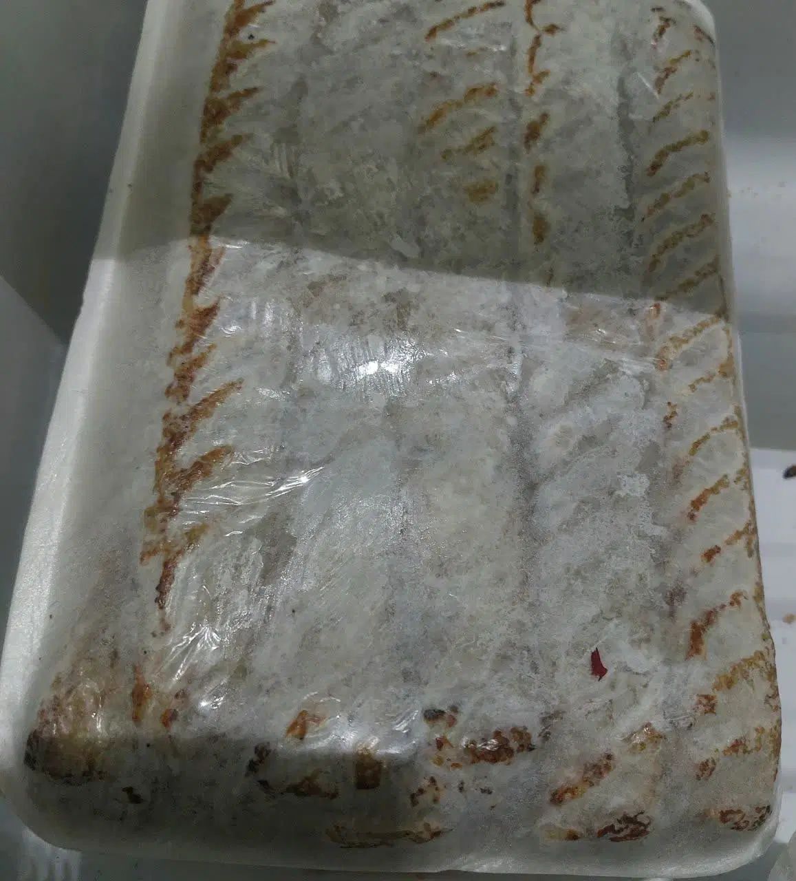 کباب کوبیده مرغ زعفرانی - کوبیده گوسفندی (ارسال)|خوردنی و آشامیدنی|نیشابور, فیض آباد|دیوار