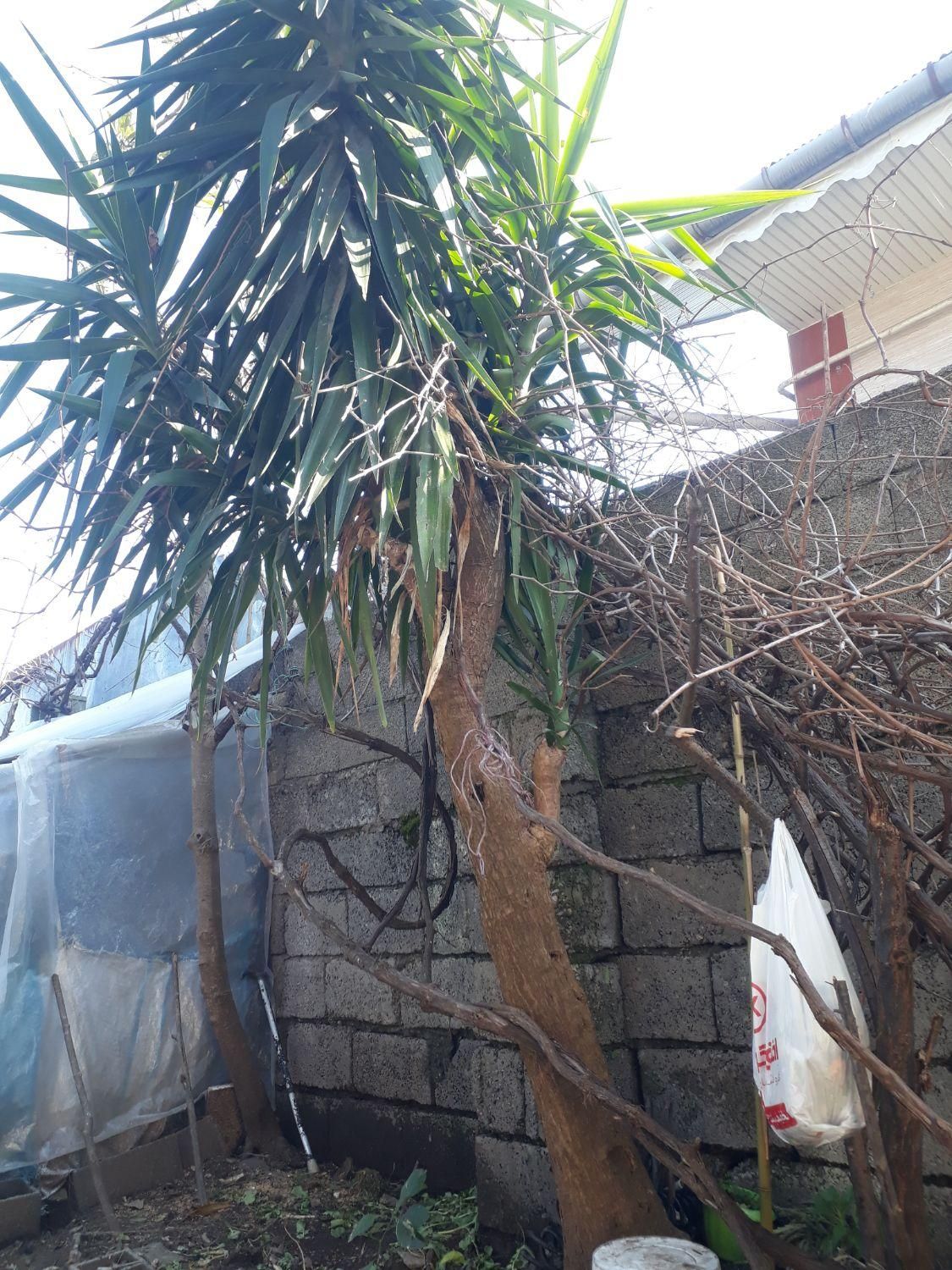 گل یوکا|گل و گیاه طبیعی|لاهیجان, آهندان|دیوار