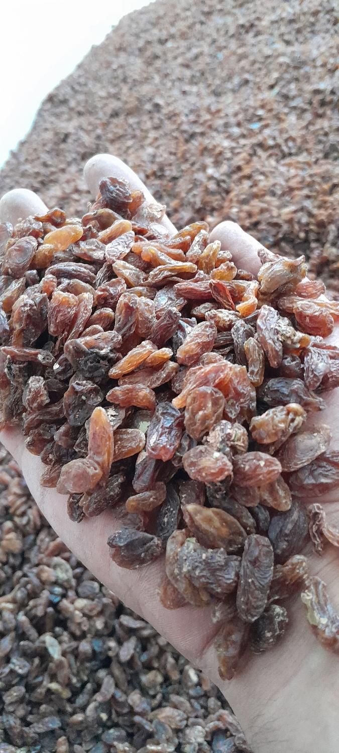 کشمش آفتابی تمیز و شیرین|خوردنی و آشامیدنی|مشهد, کوی المهدی|دیوار