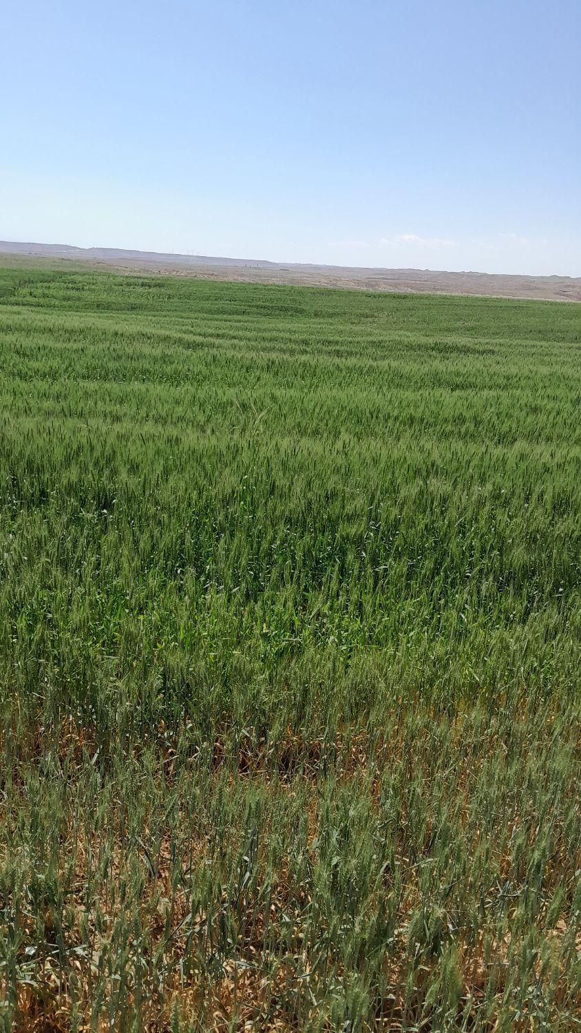 فروش زمین کشاورزی|فروش دفتر صنعتی، کشاورزی، تجاری|تهران, گمرک|دیوار