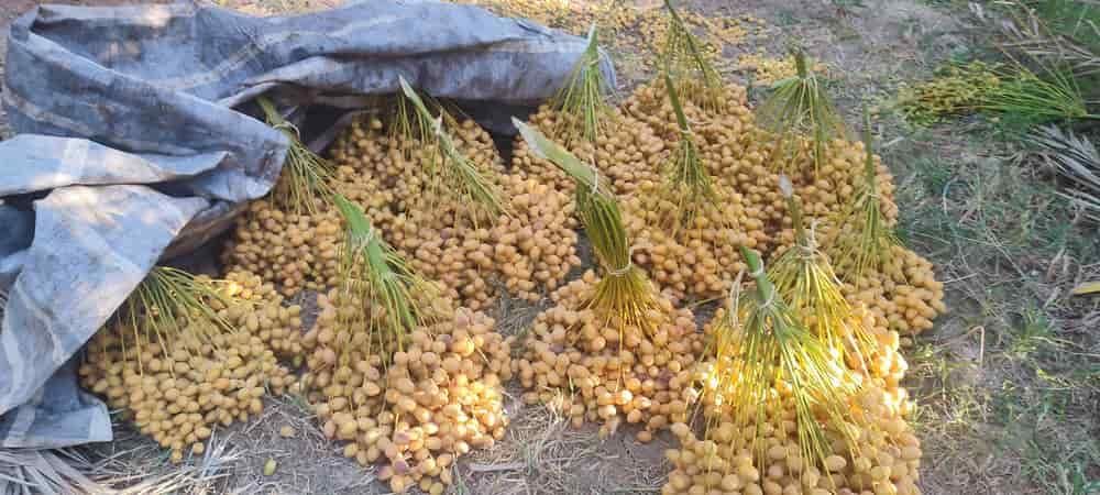رطب وخارک برحی وبریم آبادان|خوردنی و آشامیدنی|کرج, گلستان|دیوار