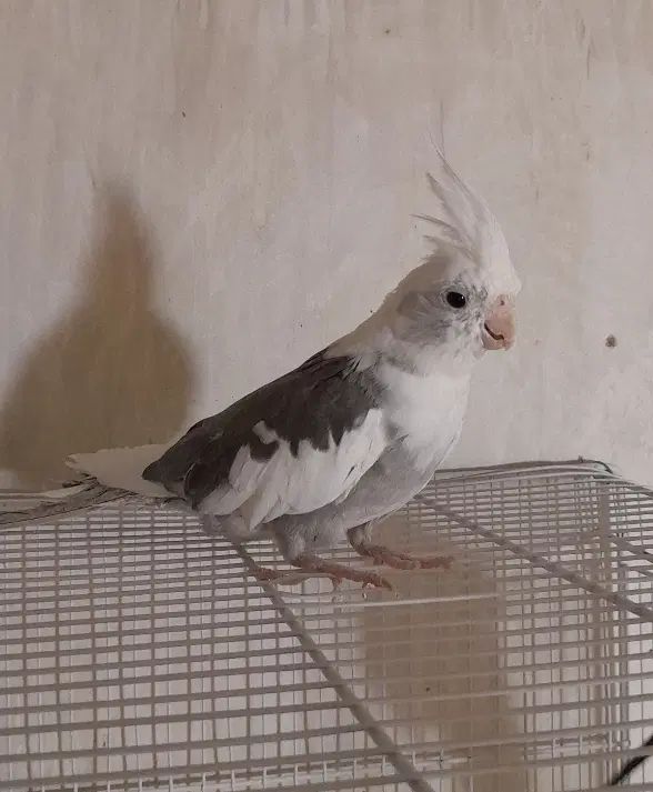 عروس هلندی نر بالغ البینو دوکت|پرنده|مشهد, طرق|دیوار