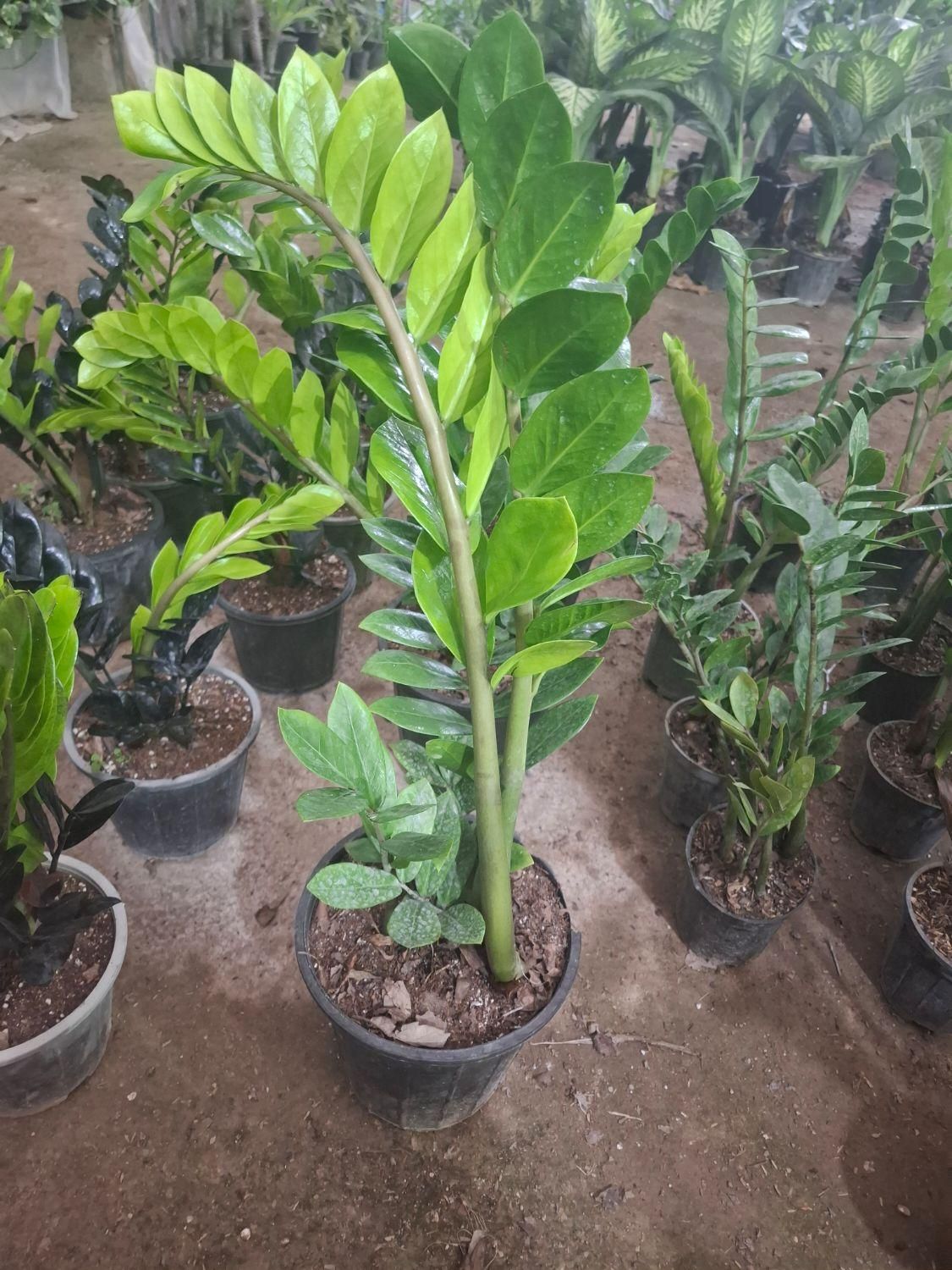 گل آپارتمانی زاموفولیا سوپر بلک سیاه|گل و گیاه طبیعی|شیراز, نصرآباد|دیوار