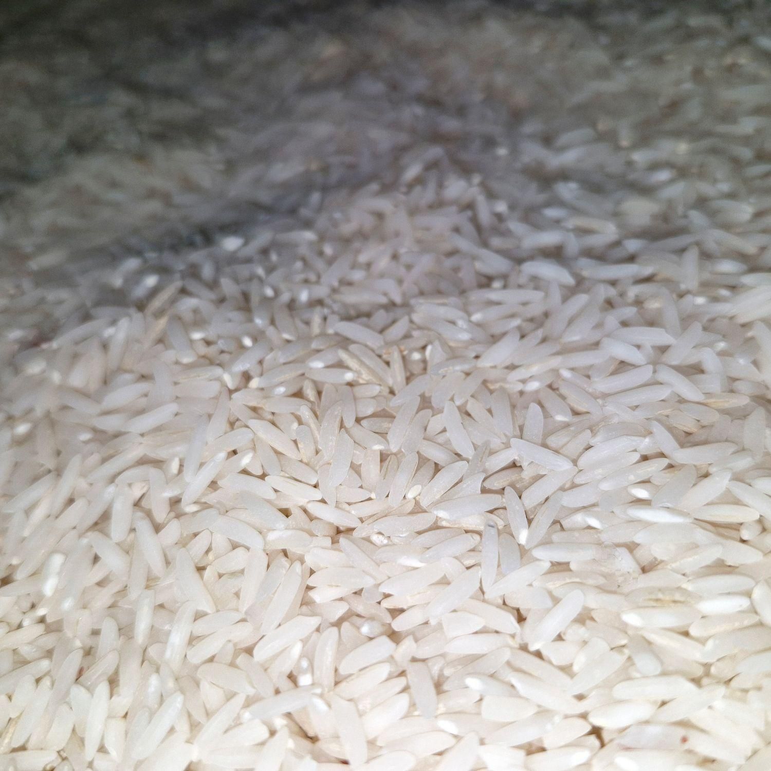 برنج طارم اعلا و درجه یک بدون ناخالصی فریدونکنار|خوردنی و آشامیدنی|فریدون‌کنار, |دیوار