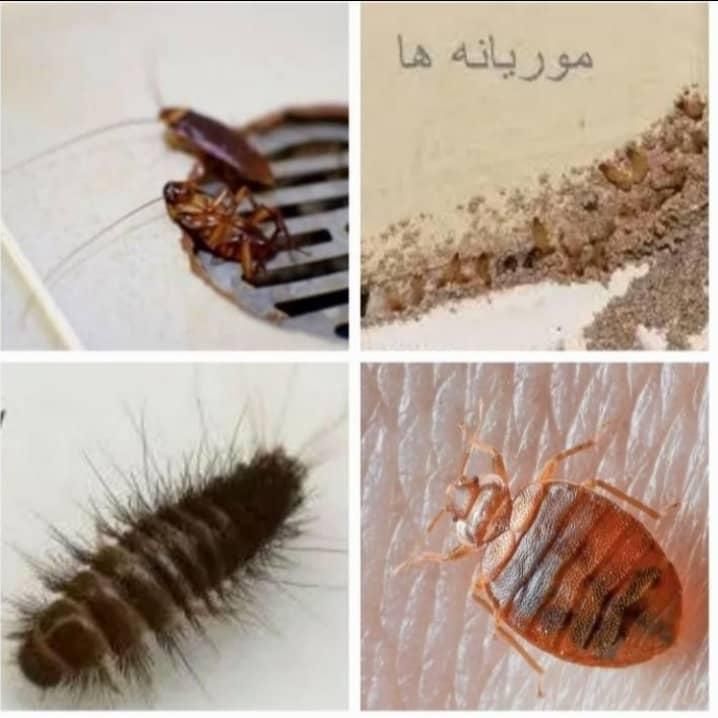گروه سمپاشی*موریانه ساس سوسک*سم پاشی باضمانت|خدمات نظافت|اهواز, کیانپارس |دیوار