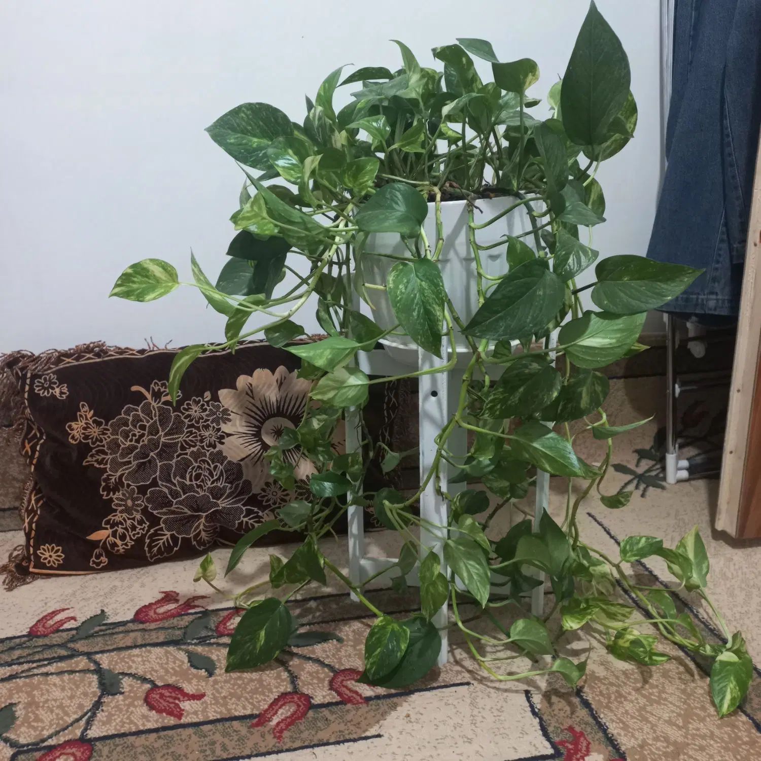 گل پتوس|گل و گیاه طبیعی|مشهد, پنجتن|دیوار