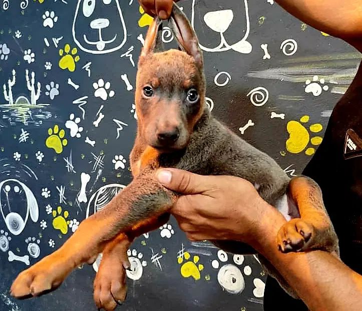 سگ دوبرمن تیپ اروپایی کیفیت در حد وارداتی|سگ|تهران, الهیه|دیوار