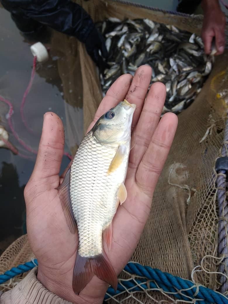 آبزیان پرورشی|ماهی|قزوین, |دیوار