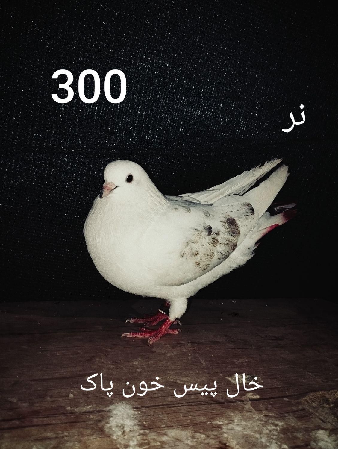 کبوتر پاکستانی چتری دم سفید سرور طوقی حراج آبشورک|پرنده|بندرعباس, |دیوار