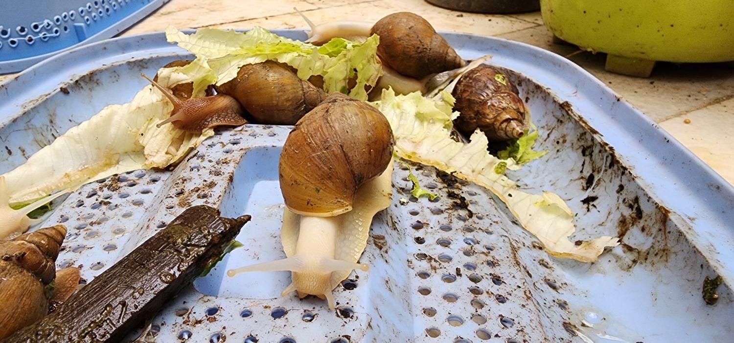 واگذاری رایگان حلزون های سه سانتی با شرایط|خزنده|تهران, قاسم‌آباد|دیوار