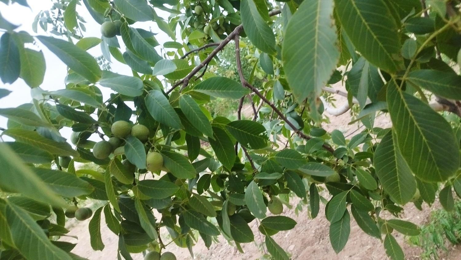 باغ کشاورزی محدوده پل زمانخان|فروش دفتر صنعتی، کشاورزی، تجاری|خمینی‌شهر, |دیوار