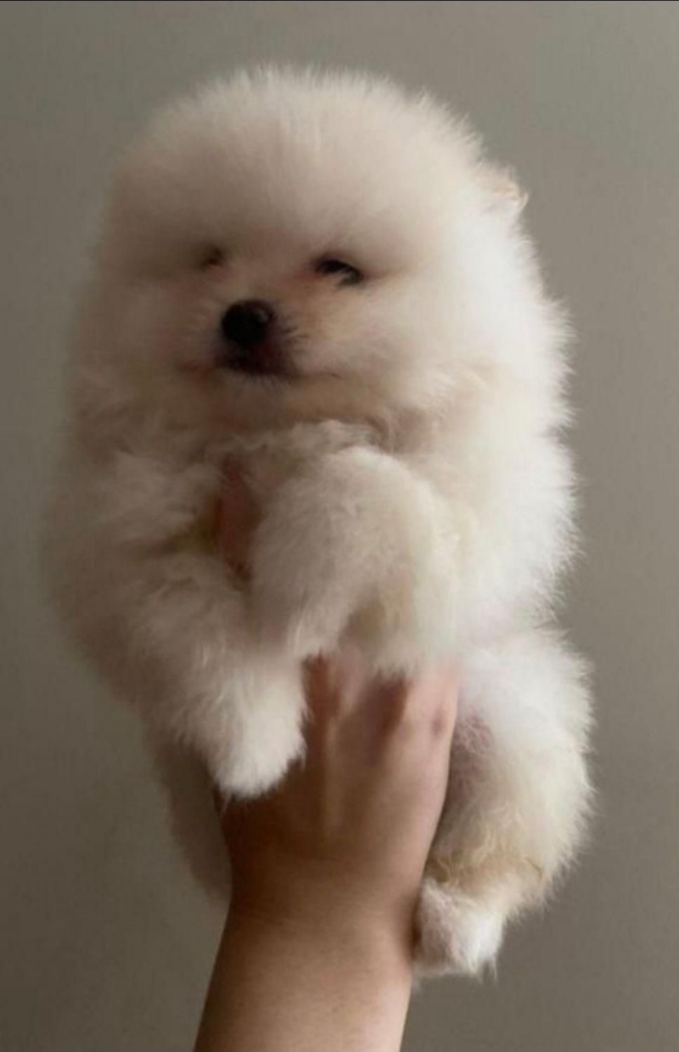 سگ پامر خرسی.پامرانیان جیبی|سگ|شیراز, میانرود|دیوار