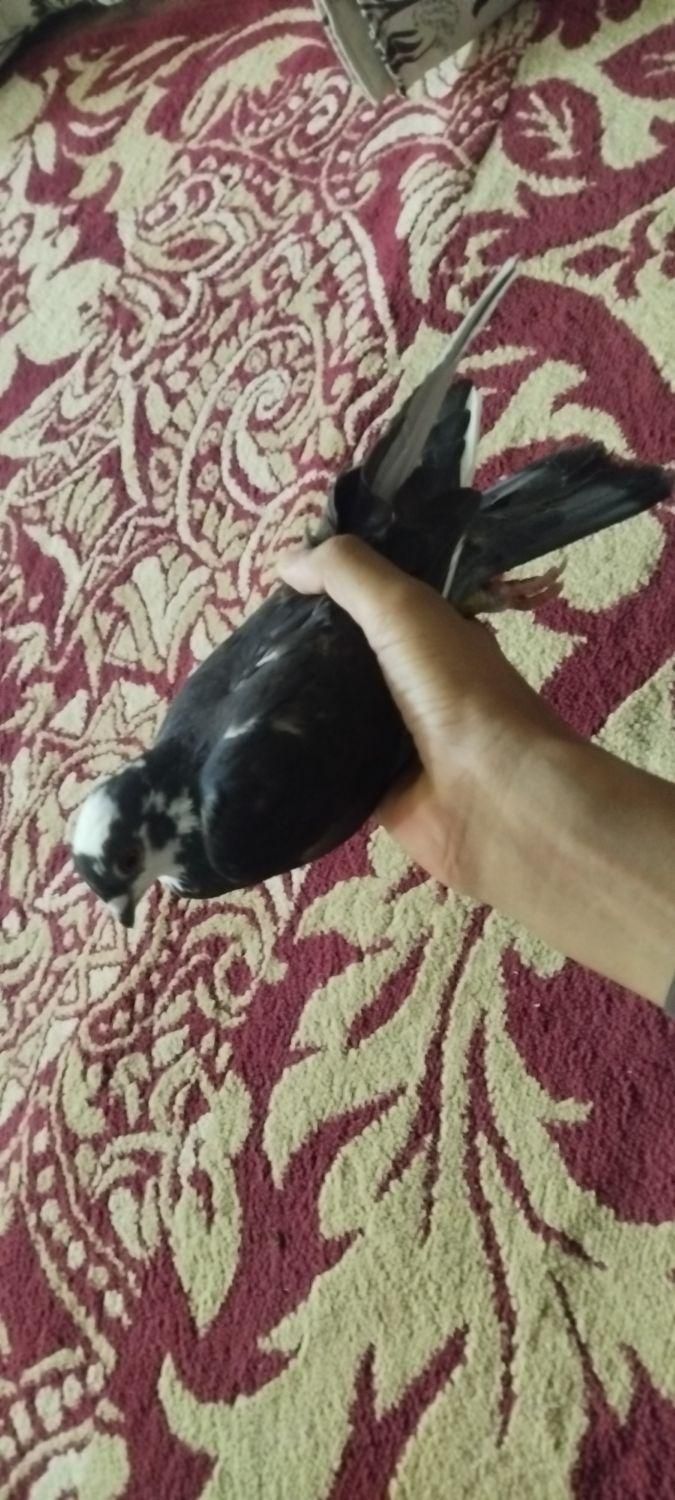 کفتر ماده موشی هوایی|پرنده|سراوان, |دیوار